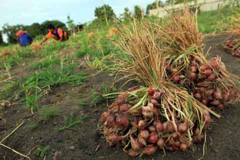 Herman Khaeron : Harga Bawang Di Petani Masih Rendah