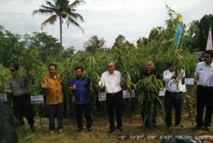 Hanjeli, Sumber Karborhidrat Pengganti Nasi