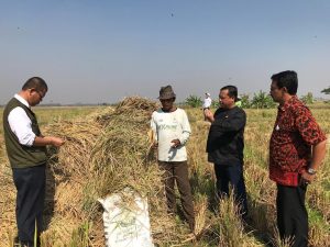 Kang Hero Mengecek Langsung Serangan Hama Wereng Di Cirebon
